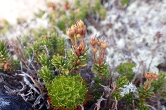 Phyllodoce glanduliflora