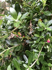 Rhagodia candolleana