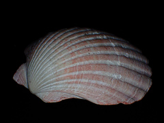 Pecten fumatus