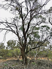 Myoporum platycarpum