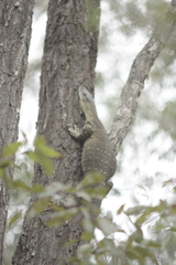 Varanus varius