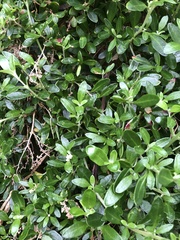 Rhagodia candolleana