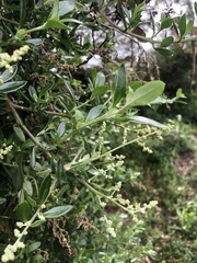 Rhagodia candolleana