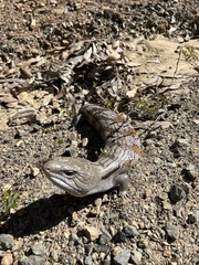 Tiliqua scincoides
