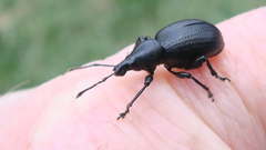 Otiorhynchus atroapterus