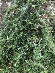 Rhagodia candolleana