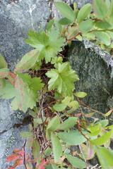 Heuchera glabra