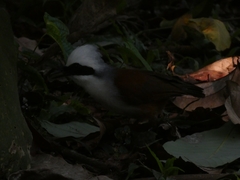 Garrulax leucolophus