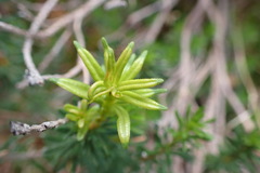 Exobasidium cassiopes