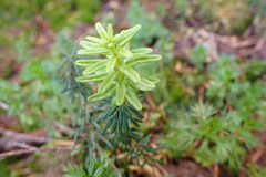 Exobasidium cassiopes