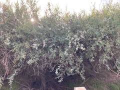Leptospermum laevigatum