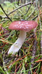 Gomphidius subroseus