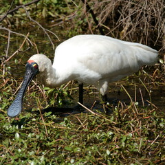 Platalea regia