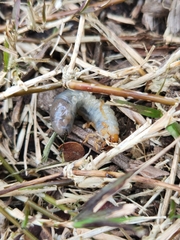Heteronychus arator