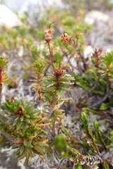 Phyllodoce glanduliflora