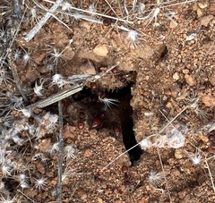 Meranoplus diversus