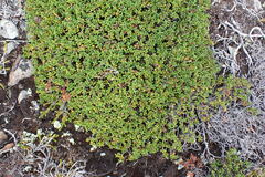 Kalmia procumbens