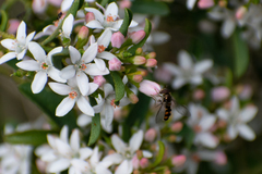 Melangyna viridiceps