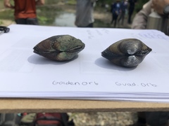Cyclonaias necki