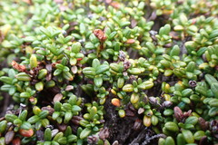 Kalmia procumbens