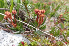 Kalmia microphylla