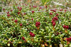 Kalmia procumbens