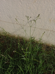 Verbena brasiliensis