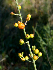 Osyris alba