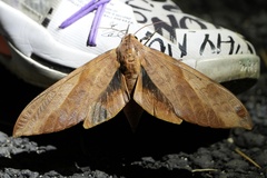 Clanis undulosa