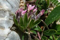 Anthyllis vulneraria rubriflora
