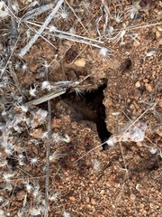 Meranoplus diversus