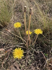 Taraxacum serotinum