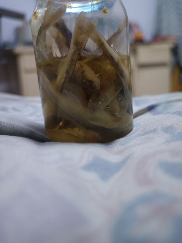 Eight-Whiskered Gudgeon