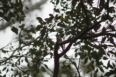 Pachycephala rufiventris