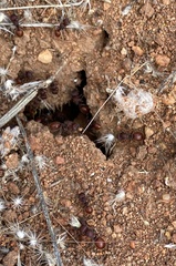 Meranoplus diversus