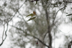Myzomela sanguinolenta