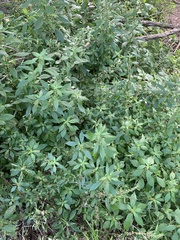 Parietaria judaica