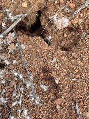 Meranoplus diversus