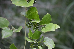 Smilax rotundifolia
