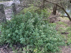 Parietaria judaica
