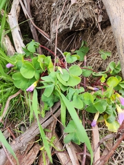 Oxalis purpurea
