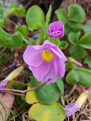 Oxalis purpurea