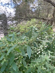 Parietaria judaica