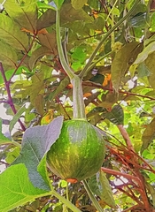 Cucurbita moschata