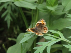 Junonia orithya