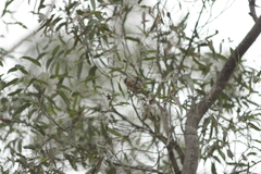 Pachycephala rufiventris