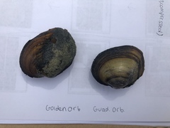 Cyclonaias necki