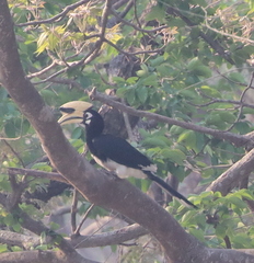 Anthracoceros albirostris