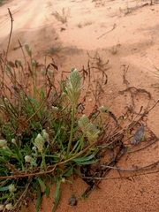 Ptilotus polystachyus