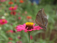 Doleschallia bisaltide